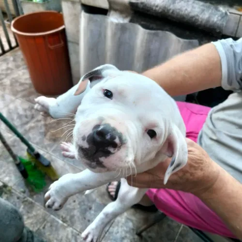 Filhotes de Pitbull