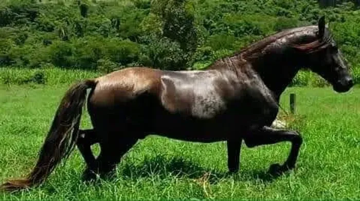 Cavalo marcha picada (Garanhão)