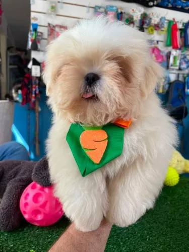 Shihtzu mini machinho pelagem exótica 