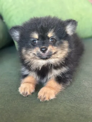 Filhote Fêmea de Spitz alemão 60 dias