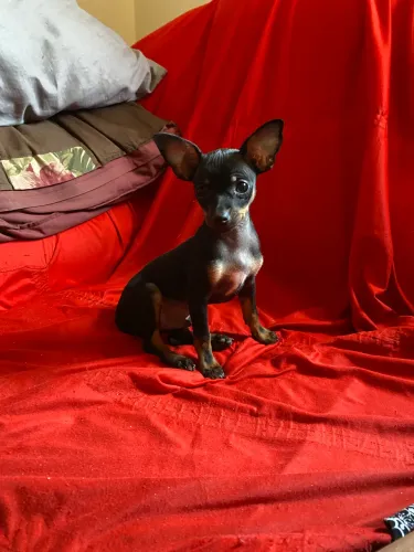 Pinscher filhote