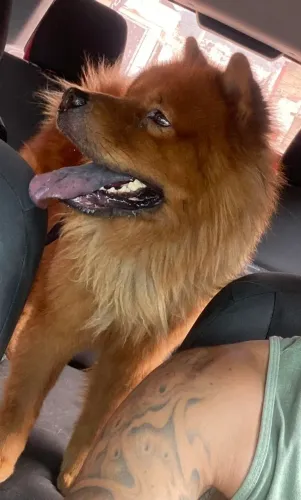 Doação Responsável: Chow Chow Marrom Carinhoso