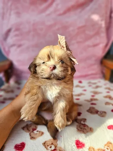 Shih Tzu/ Shitzu filhotes de pelo longo e liso macho e fêmea vacinados com pedigree