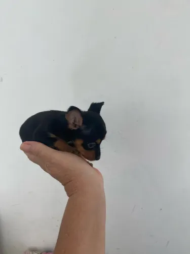 Filhotes de Pinscher miniatura