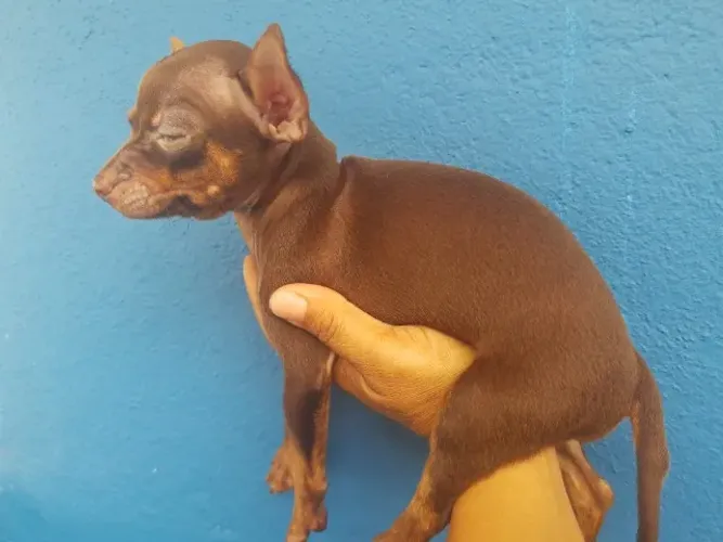 Pinscher macho