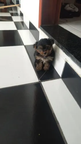 Yorkshire micro, (mini) macho