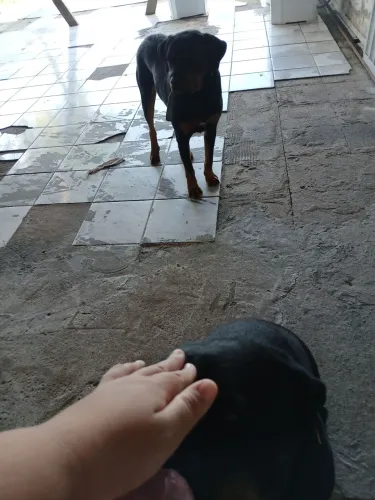 Vendo 2 rottweiler 