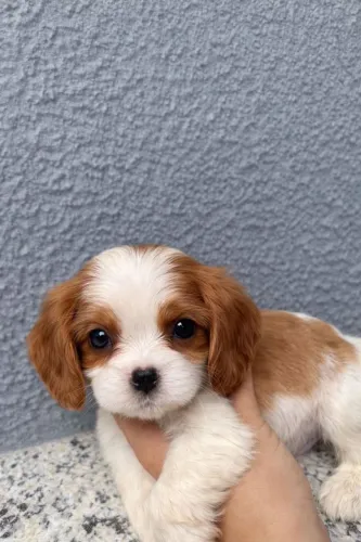 Filhote de Cavalier King Charles