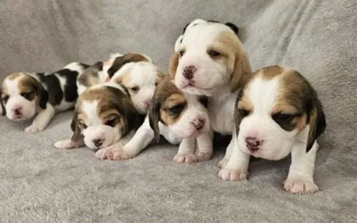 Beagle Filhotes Miniaturas Educadinhos. 