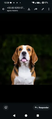 Vende lindos filhotes de Beagle