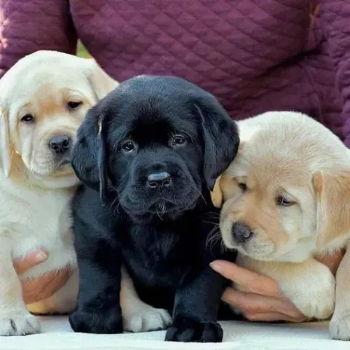 Labrador - Companhia Que Fortalece 