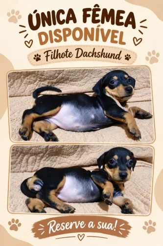 Venda de filhotes de dachshund