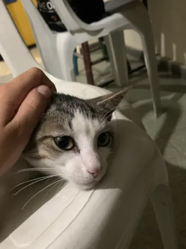 DOA-SE GATO MACHO FILHOTE ( 3 a 4 meses )