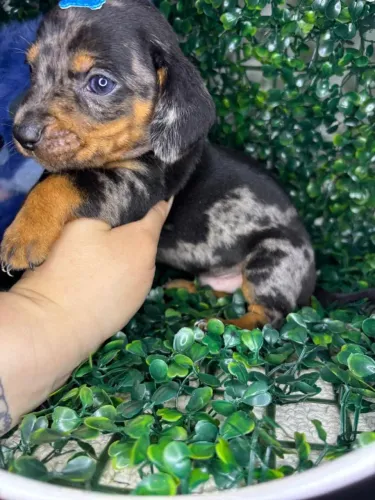ULTIMO DACHSHUND MINI ALERQUIN PRATA