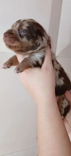 Dachshund pelo longo