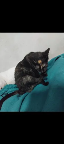 Gata fêmea para adoção 