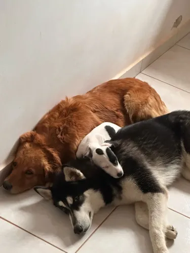 Cachorros para adoção