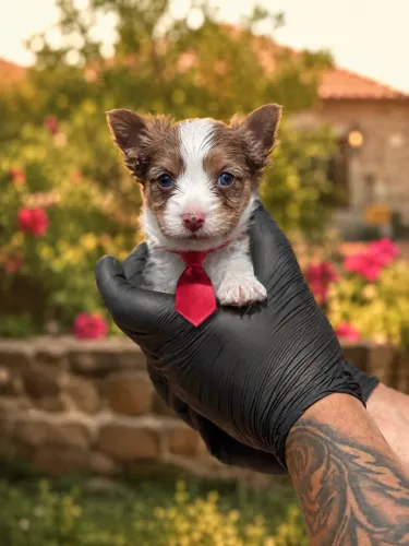 Incrível filhote de Yorkshire macho Merle! 2 olhos azuis