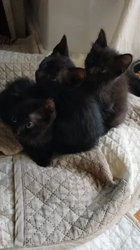 Gatos dóceis com cerca de 3 meses