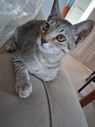 Doa-se gato