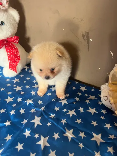 Lindo bebê, Lulu da palmerania