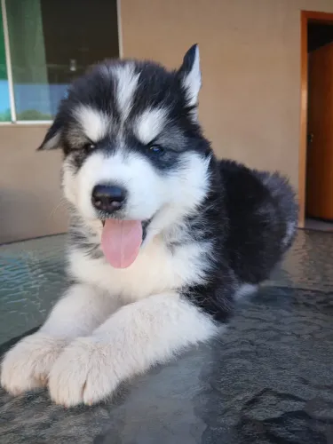Husky Siberiano vende-se 2.000 macho e 2.300 fêmea 