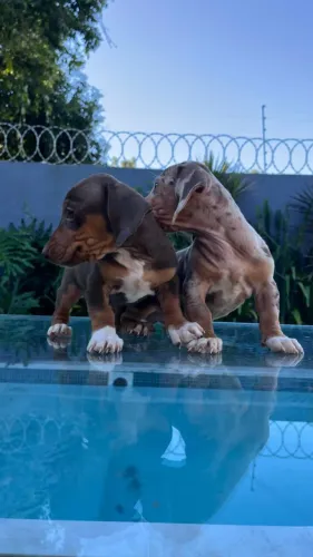 Dachshund lindos arlequins, também temos fêmeas