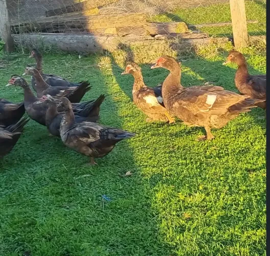 10 patos chocolates, 8 patas e 2 patos