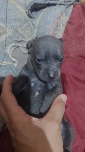 Cachorro pra doação responsável