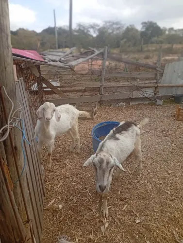 Vende-se um casal de cabritos