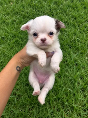Chihuahua pro longo Fêmea branca e chocolate muito lindinha