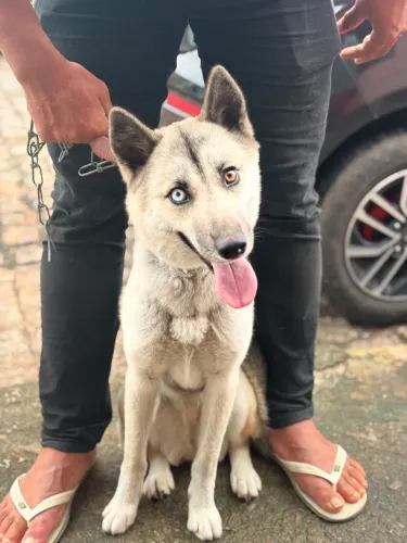Vendo uma husk siberiano