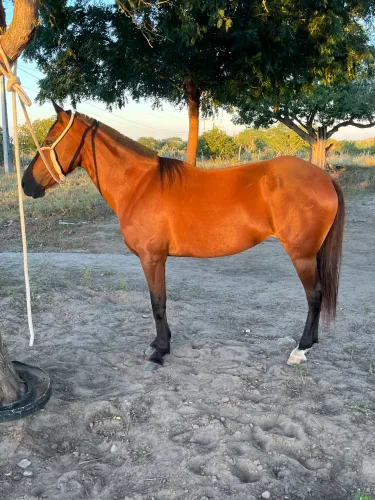 Animais para agropecuária 