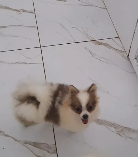 Spitz alemão