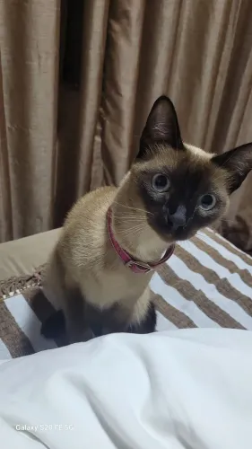 Gata para doação 