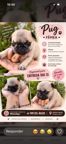 Filhote pug