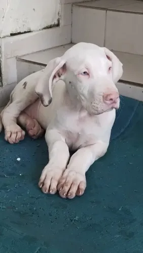 Filhotes de Dogues Alemães 