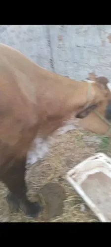 Vendo uma linda vaca amojada da 22 litros de leite testada valor 4.500