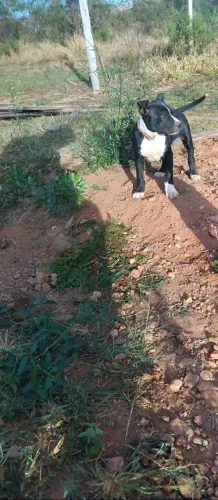 Vendo filhote de pit bull
