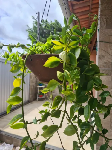 Vende-se jarro já com planta