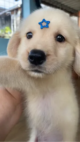 Golden retriever