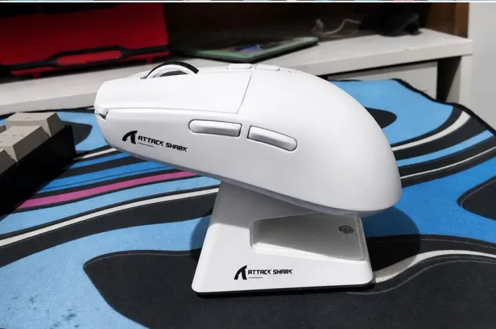 mouse attack shark