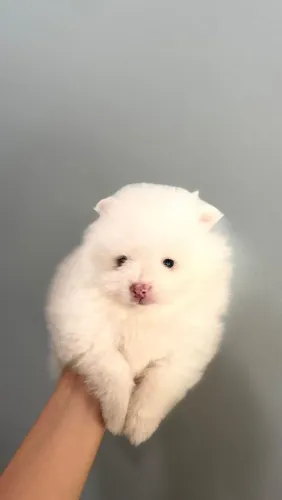 Filhotes de spitz alemão 