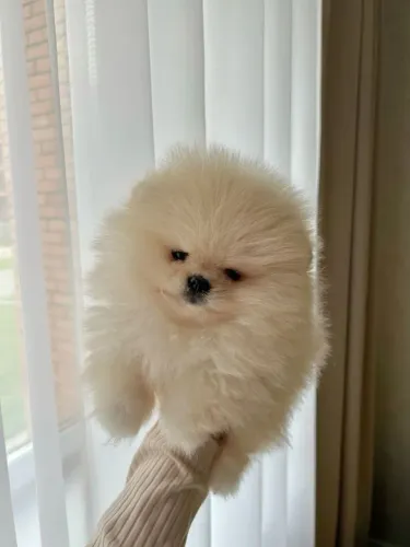Cachorro Lulu da Pomerania para viver a emoção da Copa com sua família