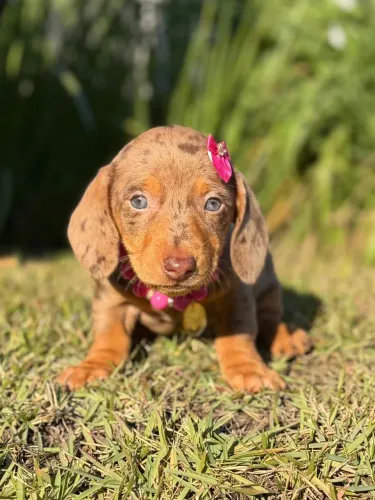 Dachshund Fêmeas Arlequins 