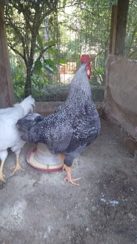 Vende se galo carijó