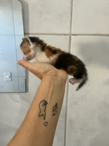 DOAÇÃO DE GATOS