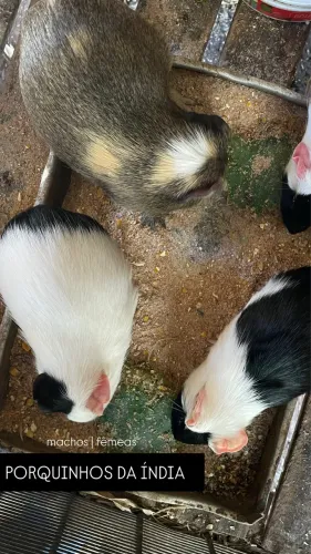 Porquinho da índia 