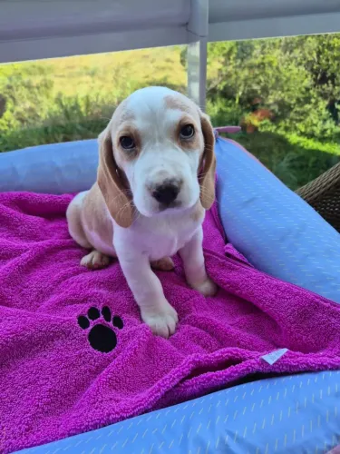 Filhotes de Beagles Fêmea