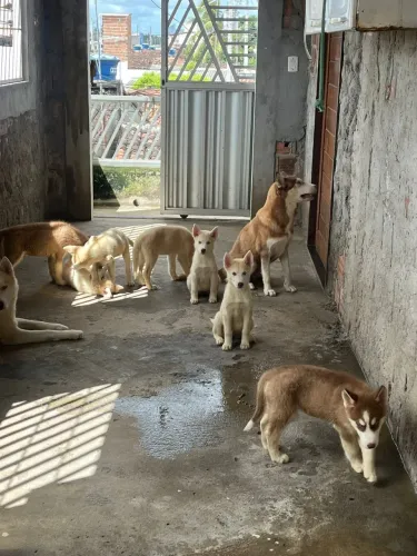 Vendo husky siberiano filhote